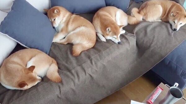 ソファを占領する柴犬一家
