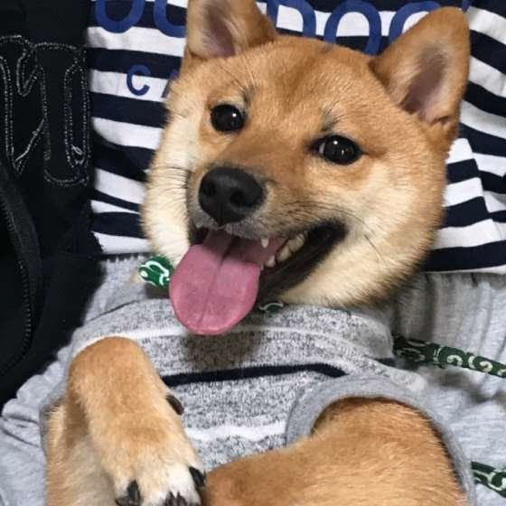 柴