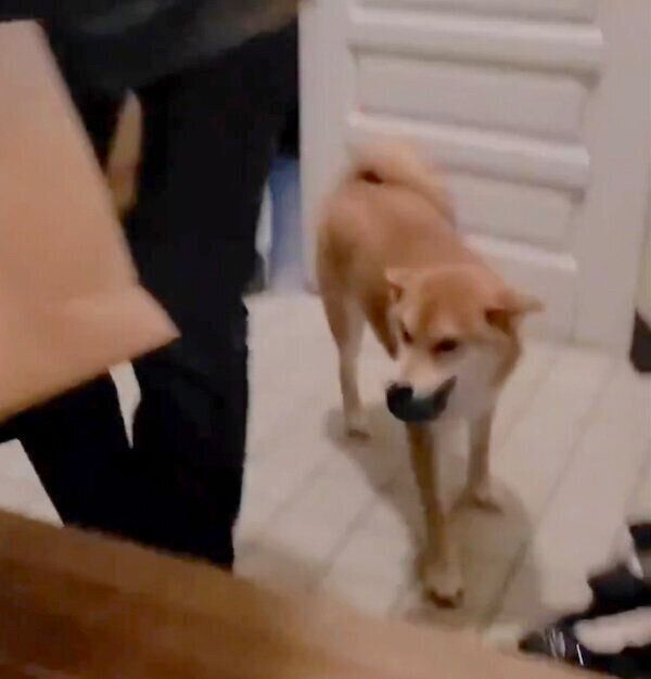 お父さんの帰宅を歓迎する麦くん
