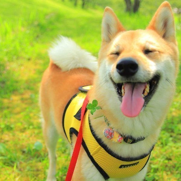 笑顔の柴犬