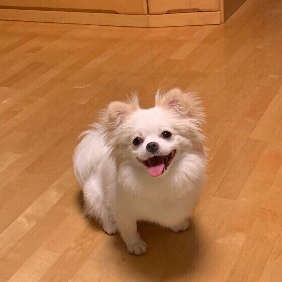 眠いけど遊びたい犬(MIX、メス)