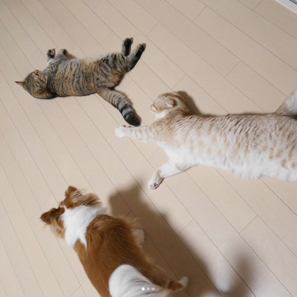 ゴロンする猫