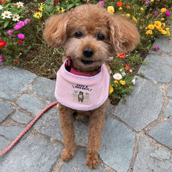 お花とトイ・プードル