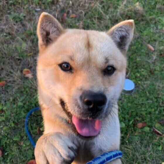 北海道犬の文太くん