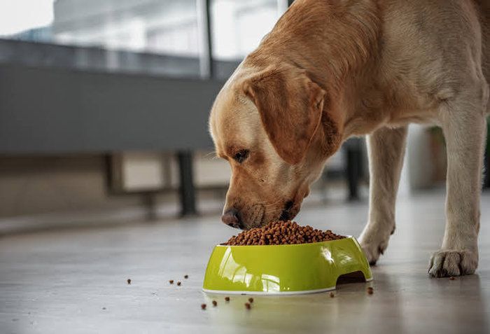 食べる犬