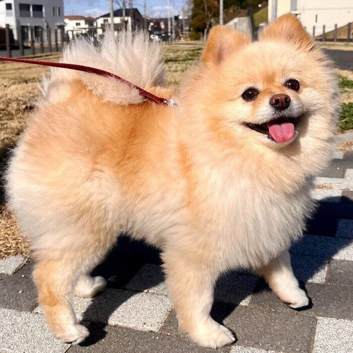飼い主さんに名前を呼ばれて振り向いた笑顔の颯太くん