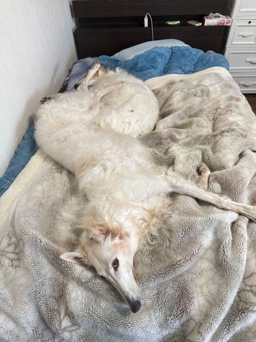 サラちゃんの上にはサクラちゃんの後ろ足が……（笑）