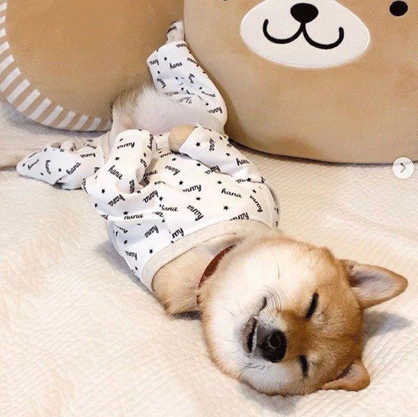 眠る豆柴
