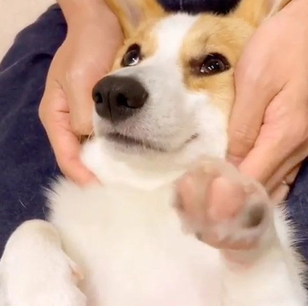 パパにマッサージされるコーギー