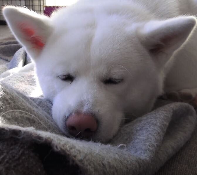 まったりする秋田犬