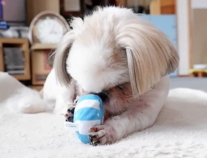 遊ぶ犬