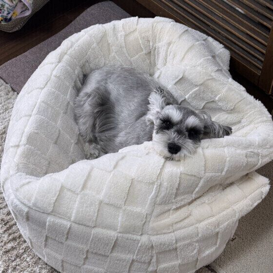 ふかふかのベッドで気持ちよさそうなミニチュア・シュナウザー