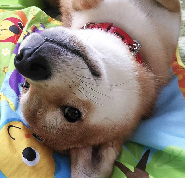 見つめる柴犬