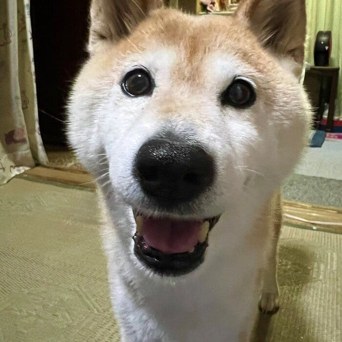 おやつをおねだりする柴犬