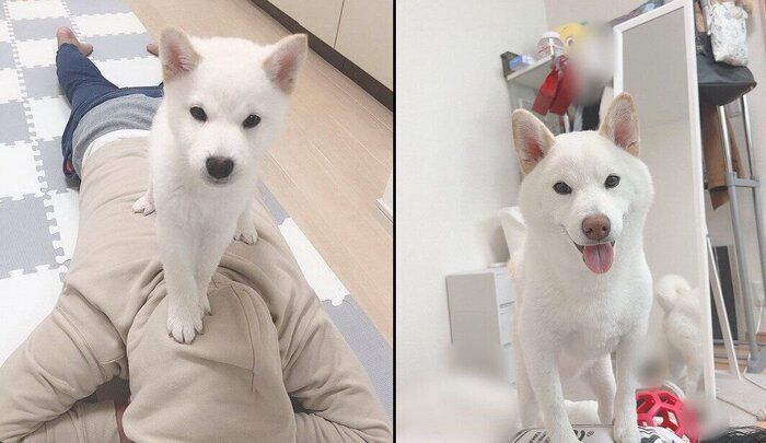 もち吉くんの成長ビフォーアフター