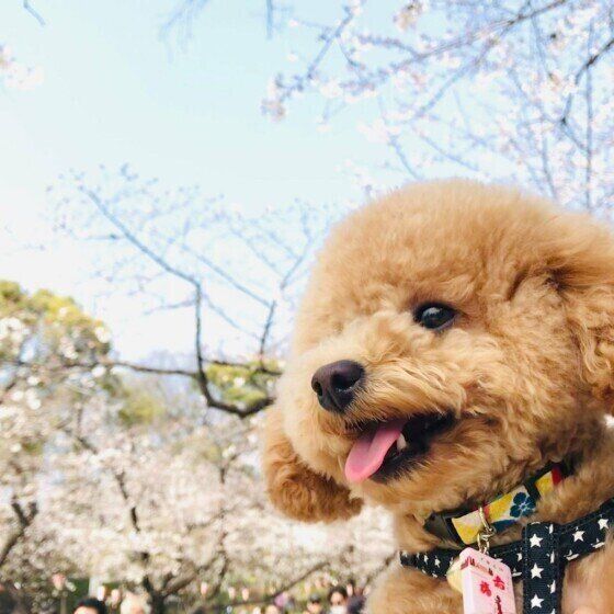 犬は冬から春にどんな体調変化を起こしやすい?獣医師に聞いてみた いぬのきもち