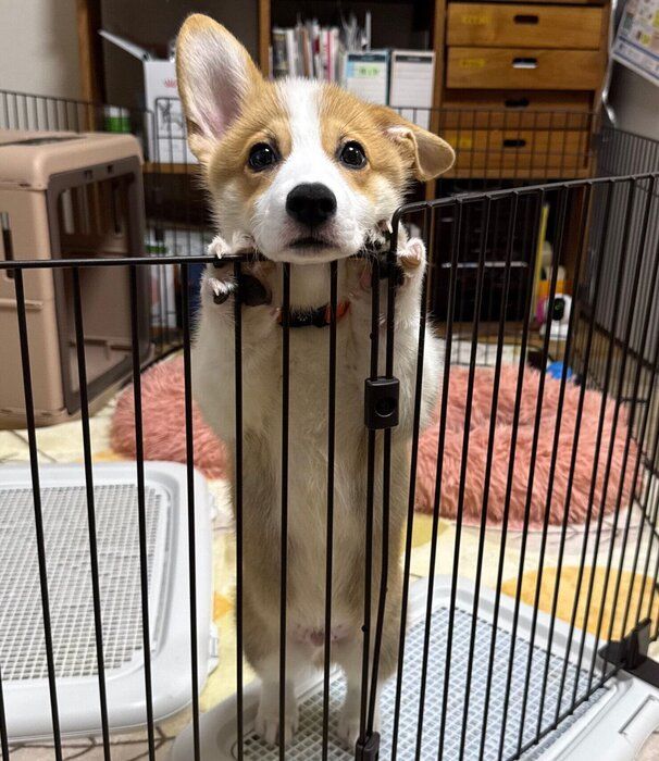 また片耳が垂れたコロネくん