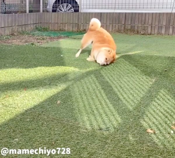 芝生に体をこすりつける豆千代くん