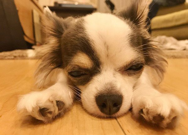 眠るチワワ
