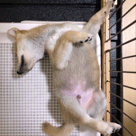 トイレで眠る柴犬