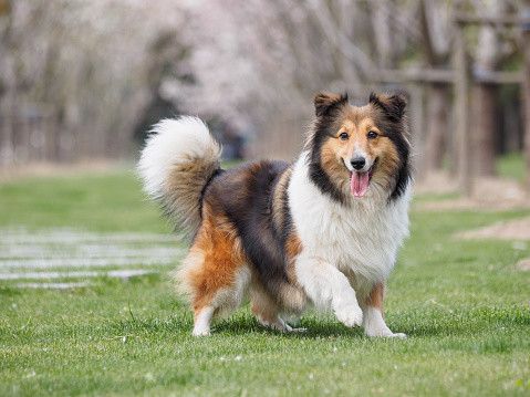 シェットランド・シープドッグ