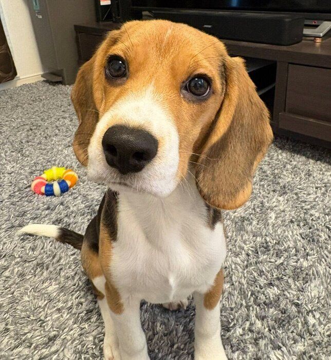 見つめるぽぴいくん