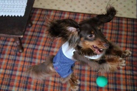 ボールで遊ぶ犬