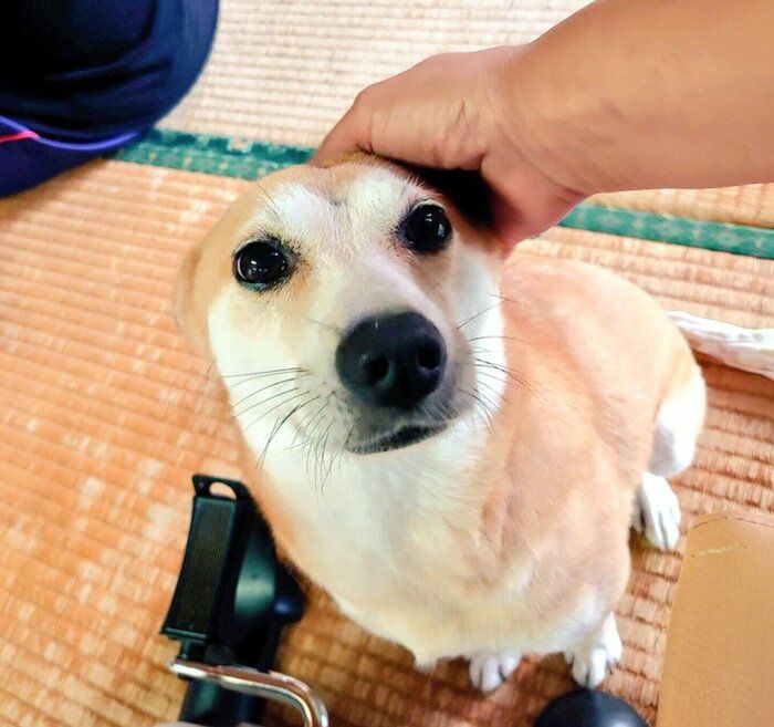 頭をなでられるアキラくん