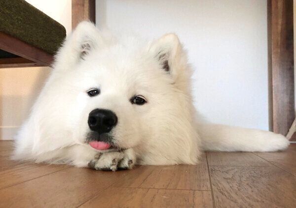 まったりするサニーちゃん