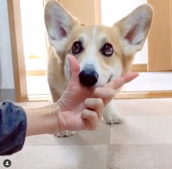 芸達者なコーギー