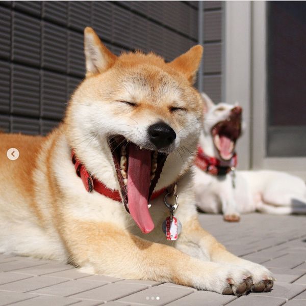 あくびする犬