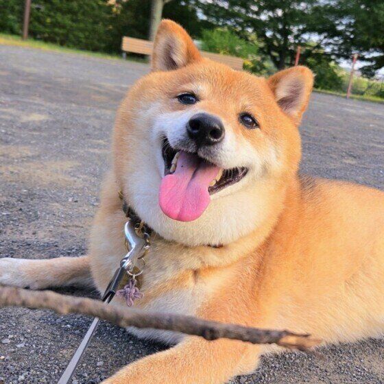 お散歩中、笑顔の柴犬