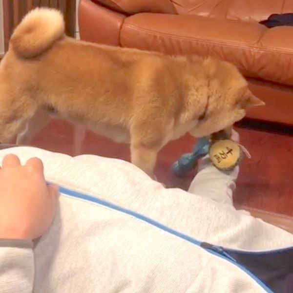 パパさんと遊びたい豆柴