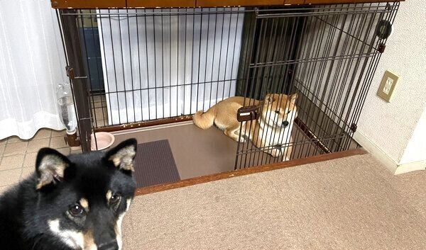 ハウスするこてまる先輩と、カメラ目線のつぶらちゃん