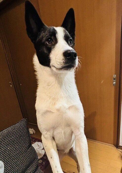 成長後のパユちゃんの様子 飼い主さんによると“牛柄”がチャームポイントのひとつなのだとか