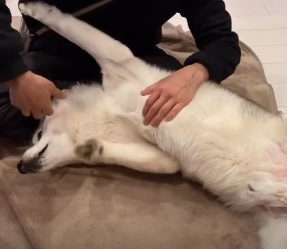 犬 シベリアンハスキー