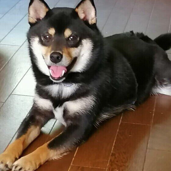 室内でフセのポーズをする柴犬