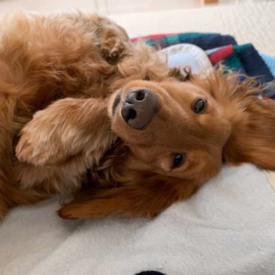 眠そうなミニチュア・ダックスフンド