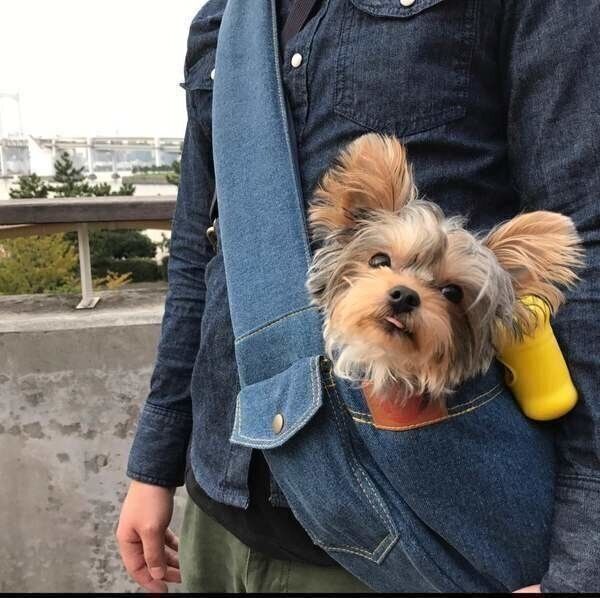 スリングにはいる小型犬