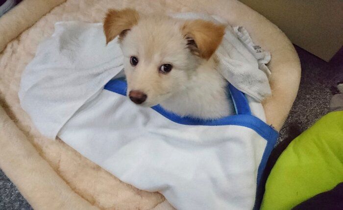 お迎えした頃の瑞鶴ちゃんの様子（生後4カ月頃撮影）