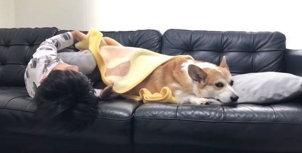 風邪をひいていないのに看病されるコーギー