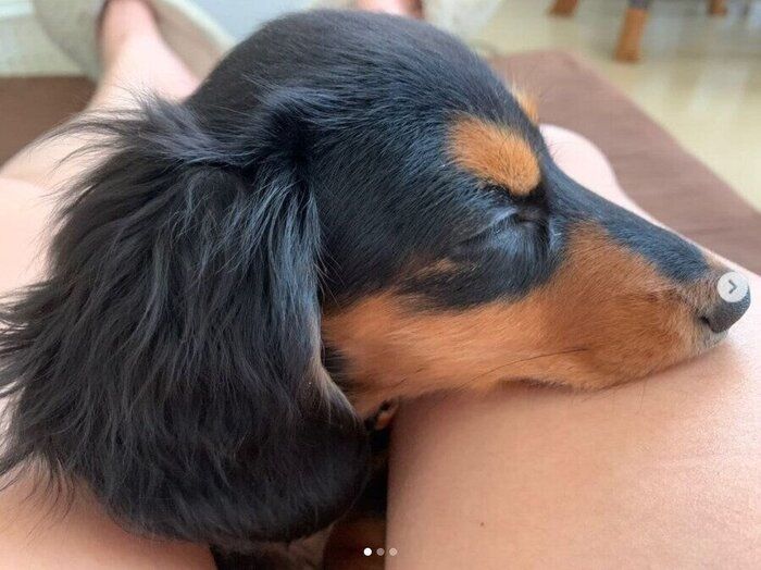 飼い主さんの足にあごのせするミニチュアダックスフンド(メス)
