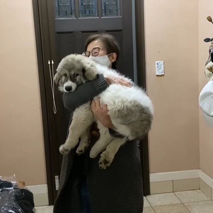 ぐんぐん成長中の大型犬の子ども 抱っこはそろそろ限界 いぬのきもちweb Magazine