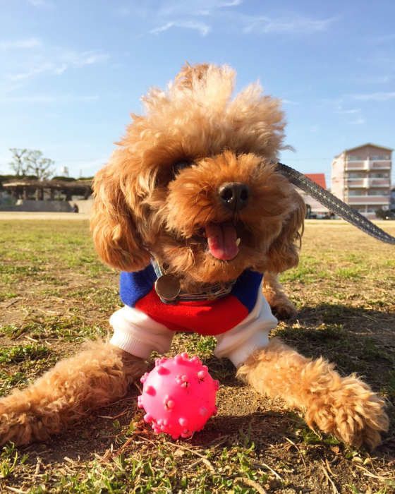 トイ・プードルのあずきちゃん