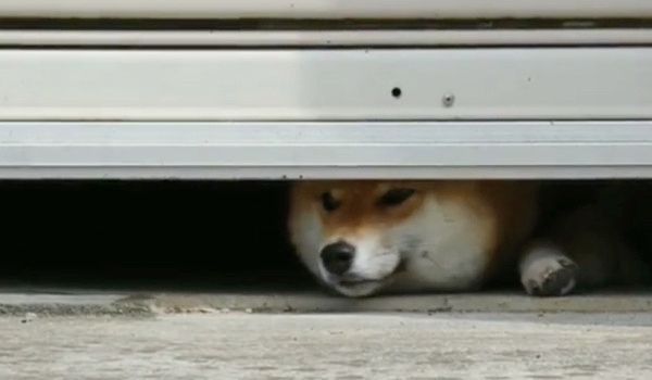 密着する柴犬