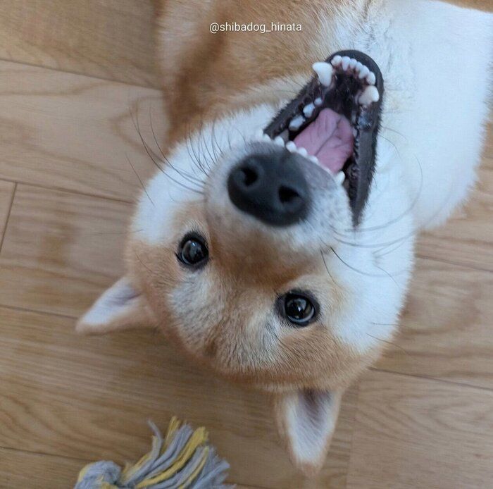 表情豊かなひなたくん