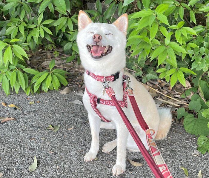 散歩中にニコニコ顔を見せるとろろちゃん