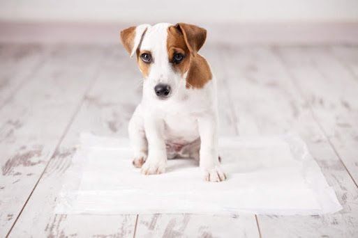 お座りする犬