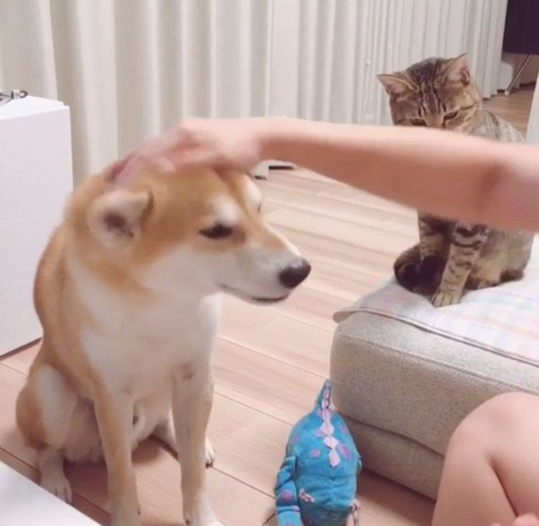 おやつがほしい柴犬
