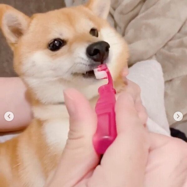 歯磨きが苦手なにこちゃん